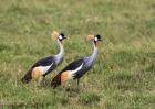 Two Crowned Cranes, Ngorongoro Crater, Tanzania