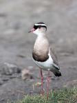 Africa, Tanzania, Serengeti. Crowned Lapwing.