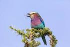 Lilac-breasted Roller with a walking stick insect, Serengeti, Tanzania