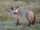 Bat-eared Fox, Serengeti, Tanzania