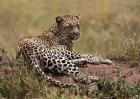 Africa, Tanzania, Serengeti. Leopard, Panthera pardus.