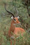 Wild Male Impala, Tanzania