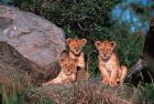 Den of Lion Cubs, Serengeti, Tanzania