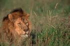Head of Male African Lion, Tanzania