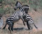 Fighting Burchell's Zebra, Serengeti, Tanzania