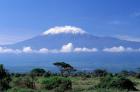 Africa, Tanzania, Mt Kilimanjaro, landscape and zebra