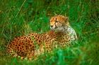 Cheetah Lying In Grass On The Serengeti