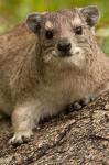 Tanzania, Serengeti NP, Hyrax wildlife