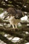 Martial Eagle, Gol Kopjes, Serengeti National Park, Tanzania