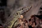 Nile Monitor Lizard, Gombe National Park, Tanzania