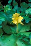 Yellow Flower in Bloom, Gombe National Park, Tanzania