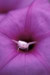 Crab Spider on Flower, Gombe National Park, Tanzania