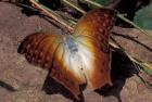 Detail of Butterfly Wings, Gombe National Park, Tanzania
