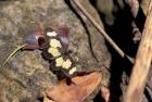 Yellow Butterfly, Gombe National Park, Tanzania