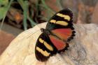 Orange/Yellow Butterfly, Gombe National Park, Tanzania