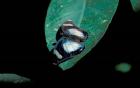 Butterfly on leaf, Gombe National Park, Tanzania