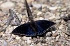 Black Butterfly, Gombe National Park, Tanzania