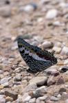 Zebra Butterfly, Gombe National Park, Tanzania