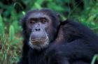 Male Chimpanzee Relaxing, Gombe National Park, Tanzania