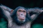 Female Chimpanzee Stretching, Gombe National Park, Tanzania