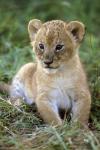Tanzania, Serengeti National Park, African lion