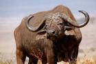 Tanzania, Ngorongoro Crater. African Buffalo wildlife