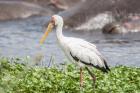 Woolly-Necked Stork