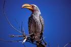Yellow-Billed Hornbill, Tarangire, Tanzania