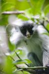 Juvenile Kirk's Red Colobus Monkey, Jozani Forest, Chwaka Bay National Park, Zanzibar, Tanzania