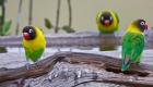 Tanzania. Yellow-collared Lovebirds, Tarangire NP