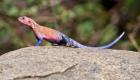 Africa. Tanzania. Agama Lizard at Serengeti NP.