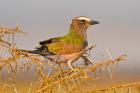 Africa. Tanzania. Rufous-crowned bird, Manyara NP