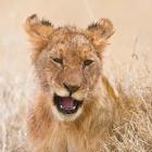 Tanzania. Lion cub after kill in Serengeti NP.