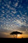 Africa. Tanzania. Sunrise in Serengeti NP.