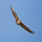 Africa. Tanzania. Bateleur Eagle, Serengeti NP