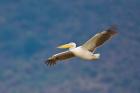 Tanzania. Great White Pelican, bird, Manyara NP