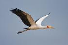 Tanzania, bird. Yellow-billed Stork, Manyara NP