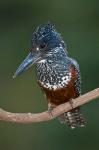 Africa. Tanzania. Giant Kingfisher in Manyara NP.