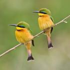 Africa. Tanzania. Little Bee Eaters at Manyara NP