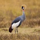 Tanzania, Black Crowned Crane, Ngorongoro Crater
