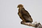 Africa. Tanzania. Bateleur Eagle at Tarangire NP