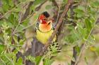 Tanzania. Red and Yellow Barbet, Tarangire NP