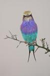 Lilac-breasted Roller Bird pirched on a twig
