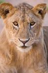 Africa. Tanzania. Young lion in Tarangire NP