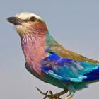 Lilac-breasted Roller Bird