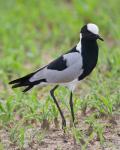 Tanzania. Blacksmith Plover in Tarangire NP.