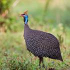 Tanzania. Helmeted Guineafowl at Tarangire NP.