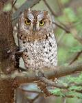 Tanzania. African Scops Owl at Tarangire NP.