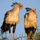 Tanzania. Secretary Birds, Ndutu, Ngorongoro