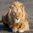 Tanzania, Ngorongoro Conservation Area, Lion